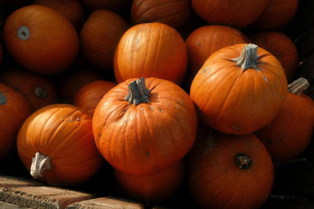 Deliciosas recetas con calabaza para disfrutar en octubre