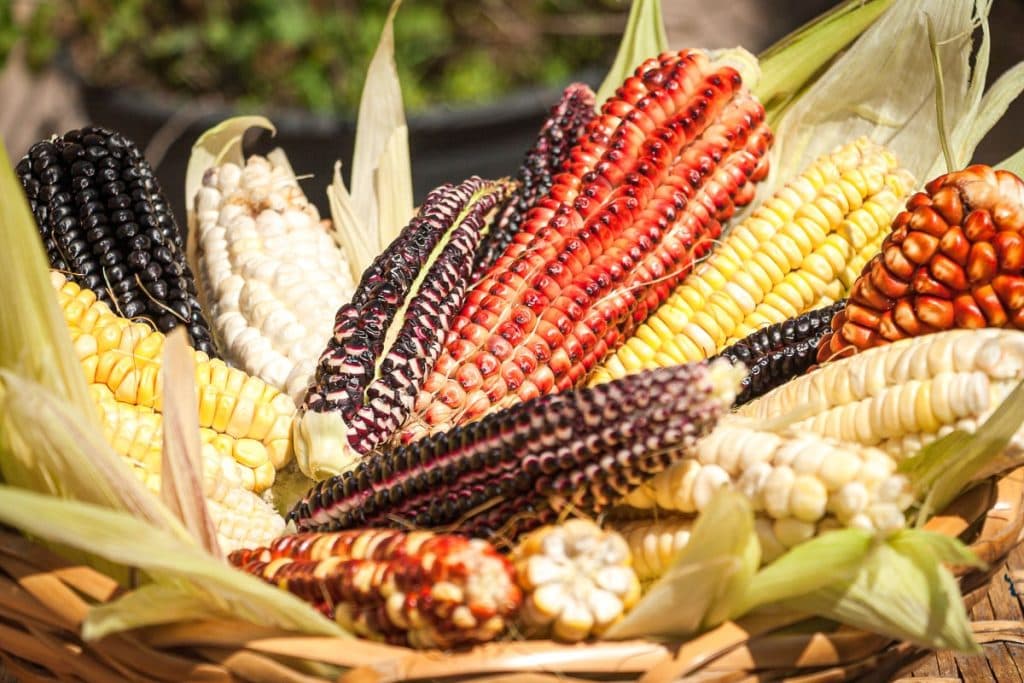 Descubre la historia del Maíz en Mesoamérica: un grano vital