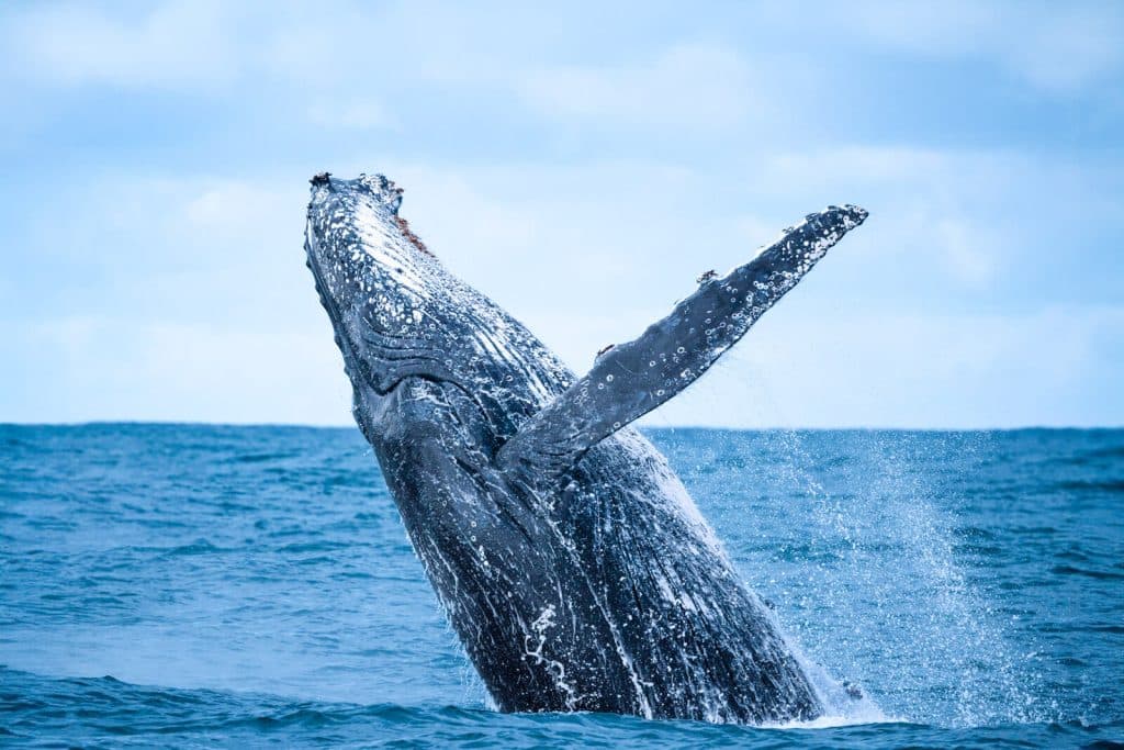 Ballenas: una en un millón