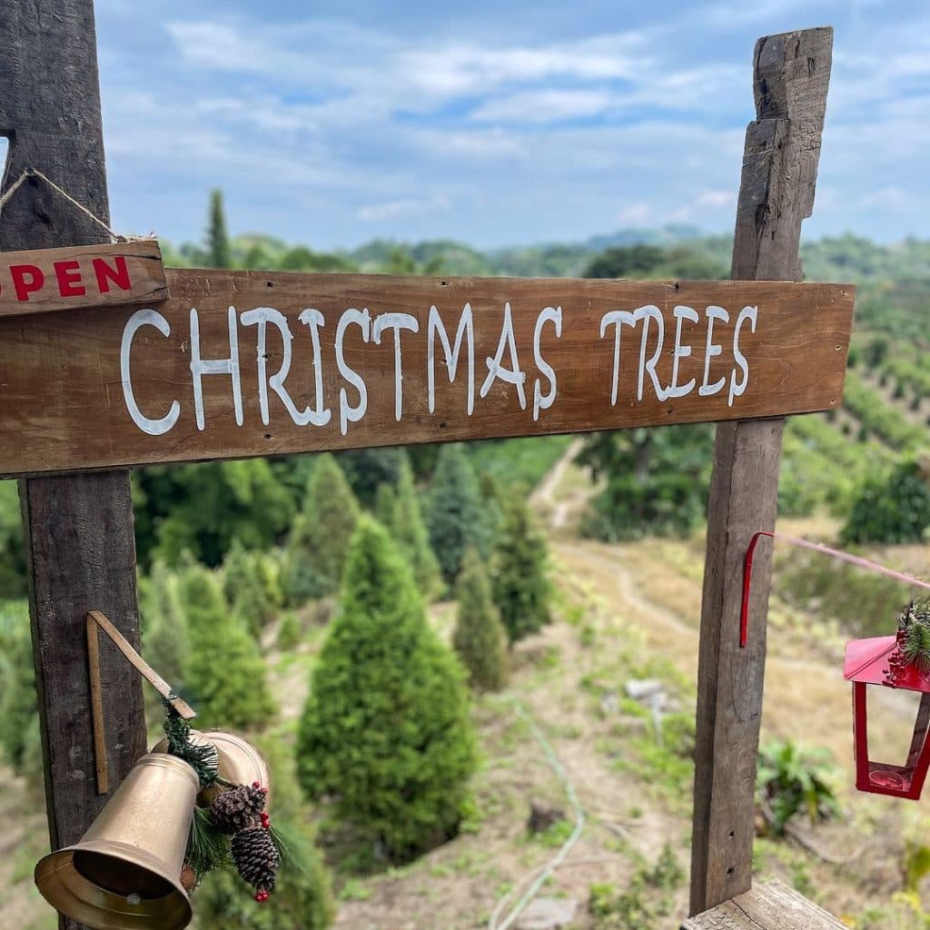 Innova tu decoración navideña con un árbol natural