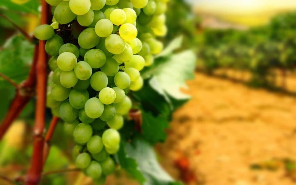 Beneficios de las uvas verdes: un snack saludable para tu día a día