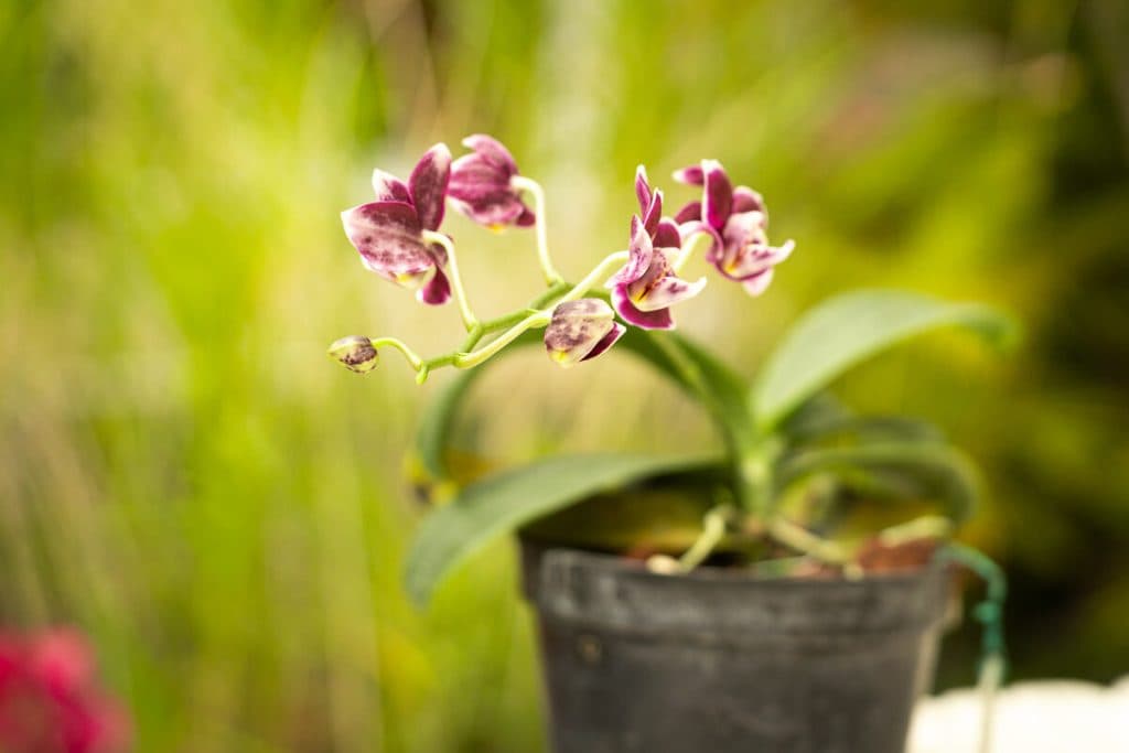 Universo de orquídeas
