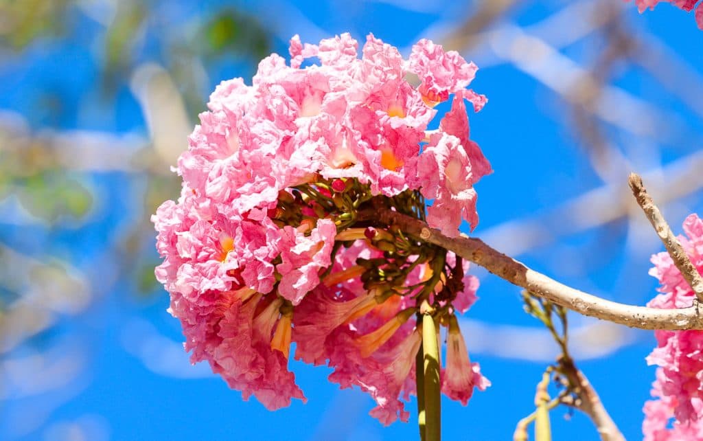 El lenguaje de las flores