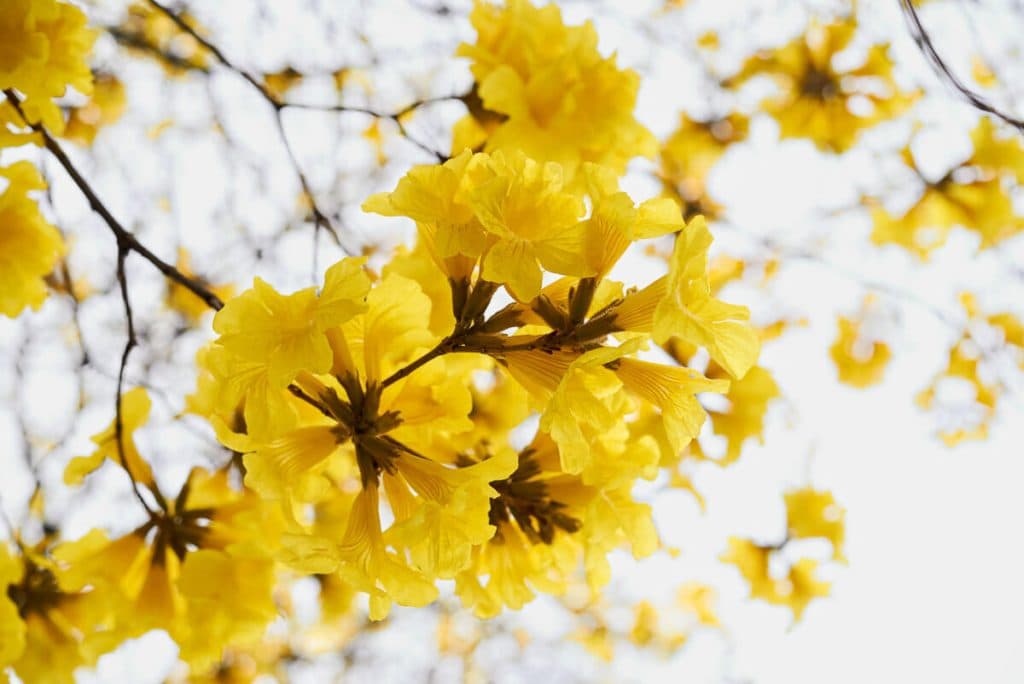 ¡Descubre los cinco árboles con las flores más impresionantes en El Salvador!