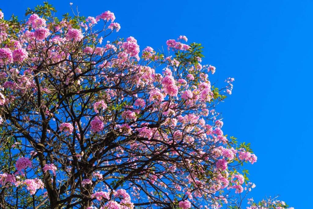 El maquilíshuat viste de rosa a El Salvador