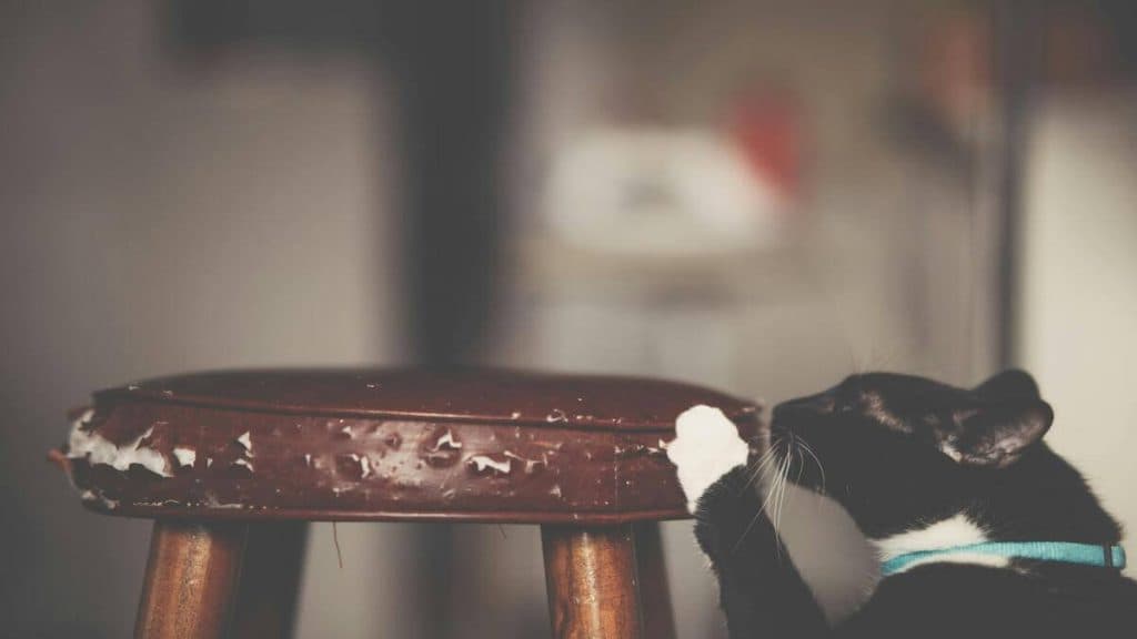 ¿Tus gatos rasguñan los muebles? Aquí tienes cómo evitarlo sin regaños