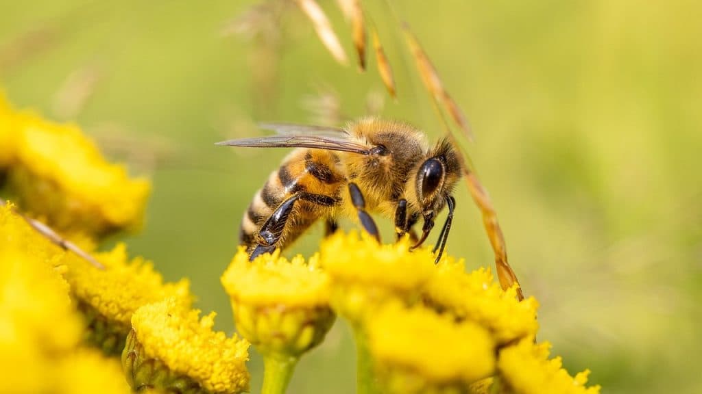 ¿Por qué las abejas son esenciales para las personas y el planeta?