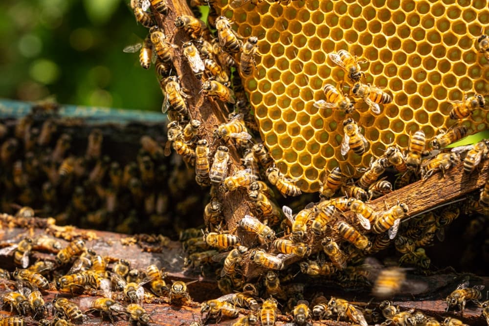¡Sin abejas, no hay futuro!