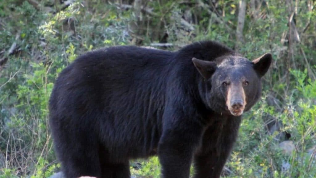 ¡Sorprendente! Un oso obliga a cancelar vuelos en un aeropuerto de Japón