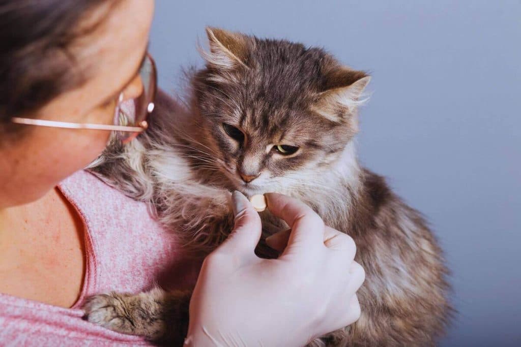 Estas son las razones por las que no debes dar medicamentos de humano a tus mascotas