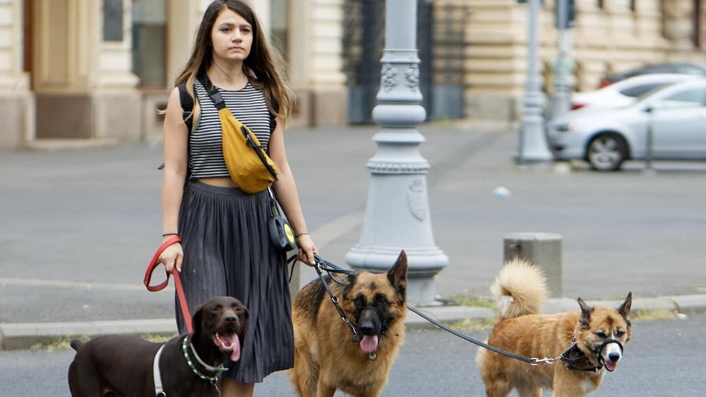 Cinco razones por las que siempre debes pasear a tu mascota con correa