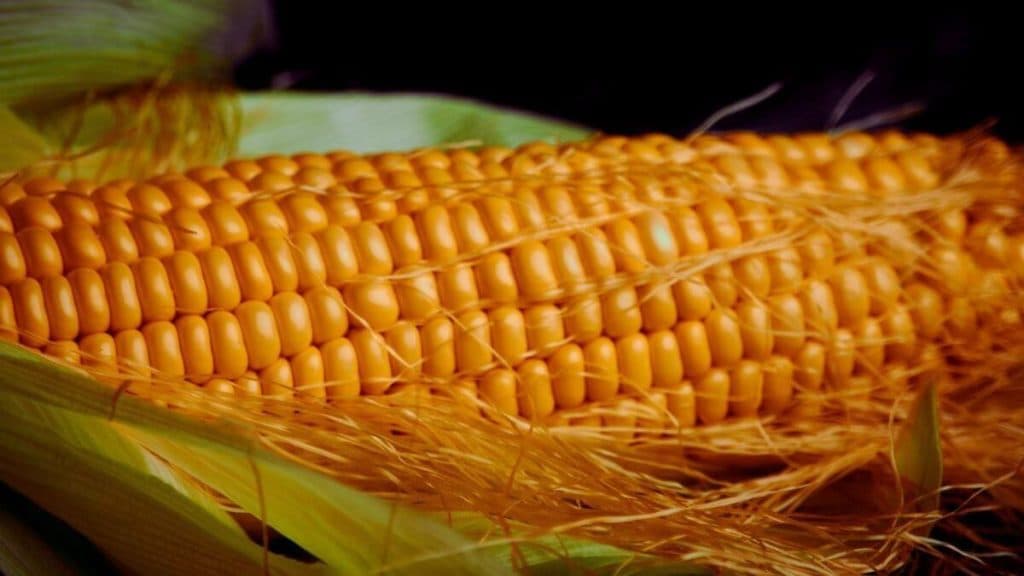 El maíz, ingrediente estrella de la tradición culinaria en El Salvador