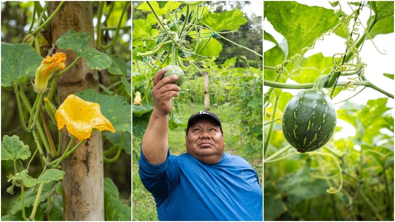 Esta es la historia de José Vázquez, el agricultor que impulsa el cultivo de ayote en Cuscatlán