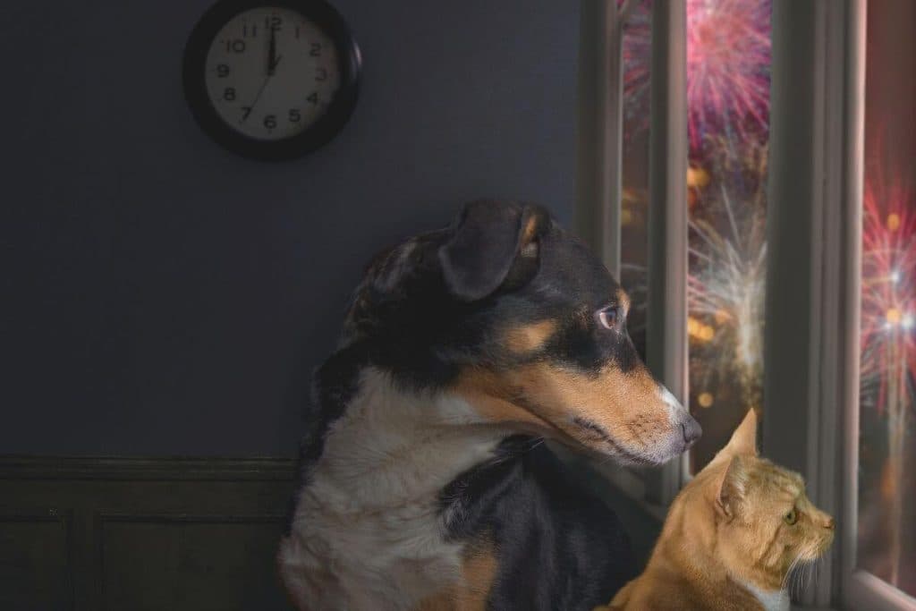 Pirotecnia y mascotas: consejos para reducir el miedo