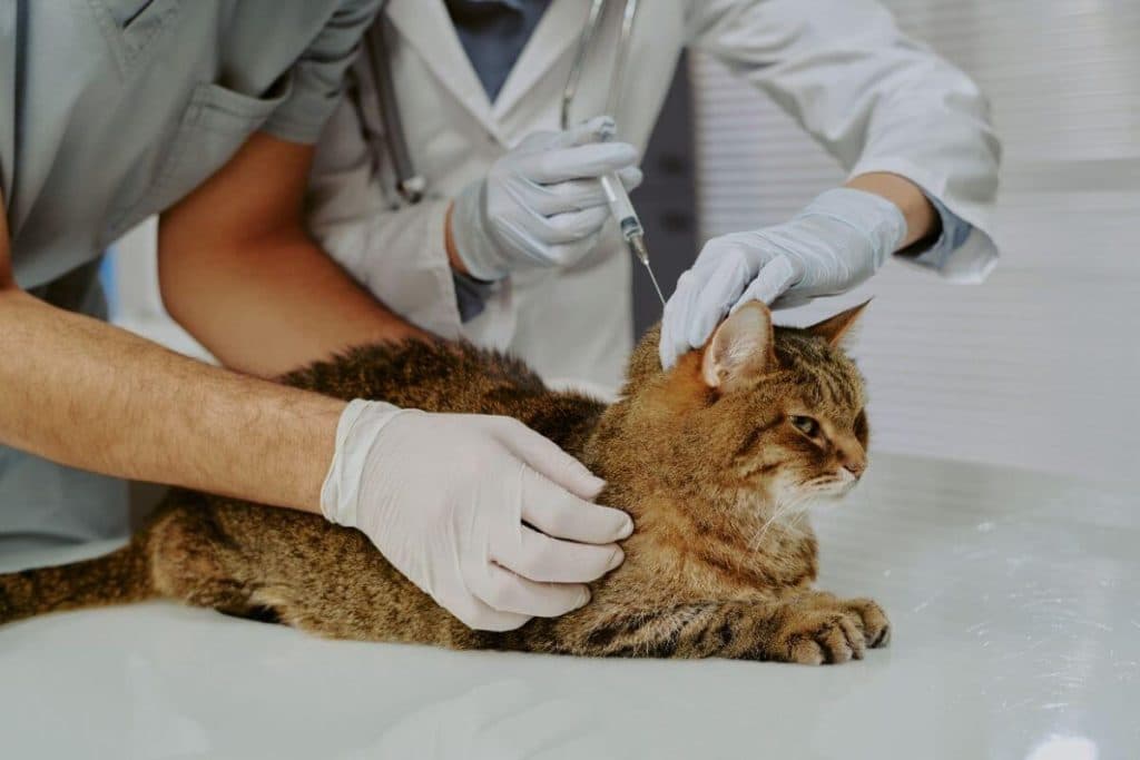 Cuida de tus gatos de la panleucopenia felina desde la limpieza del hogar