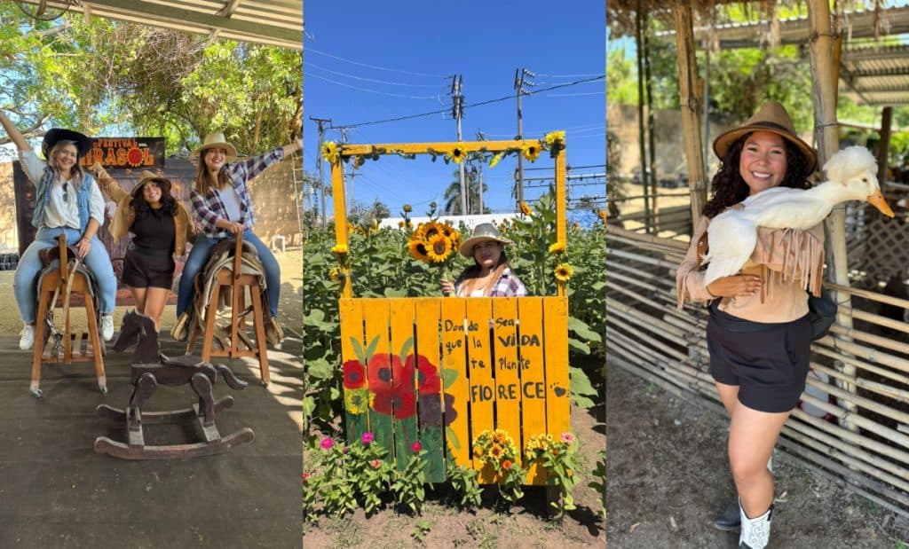Festival del Girasol: Esto es todo lo que podrás disfrutar en esta fiesta de flores amarillas
