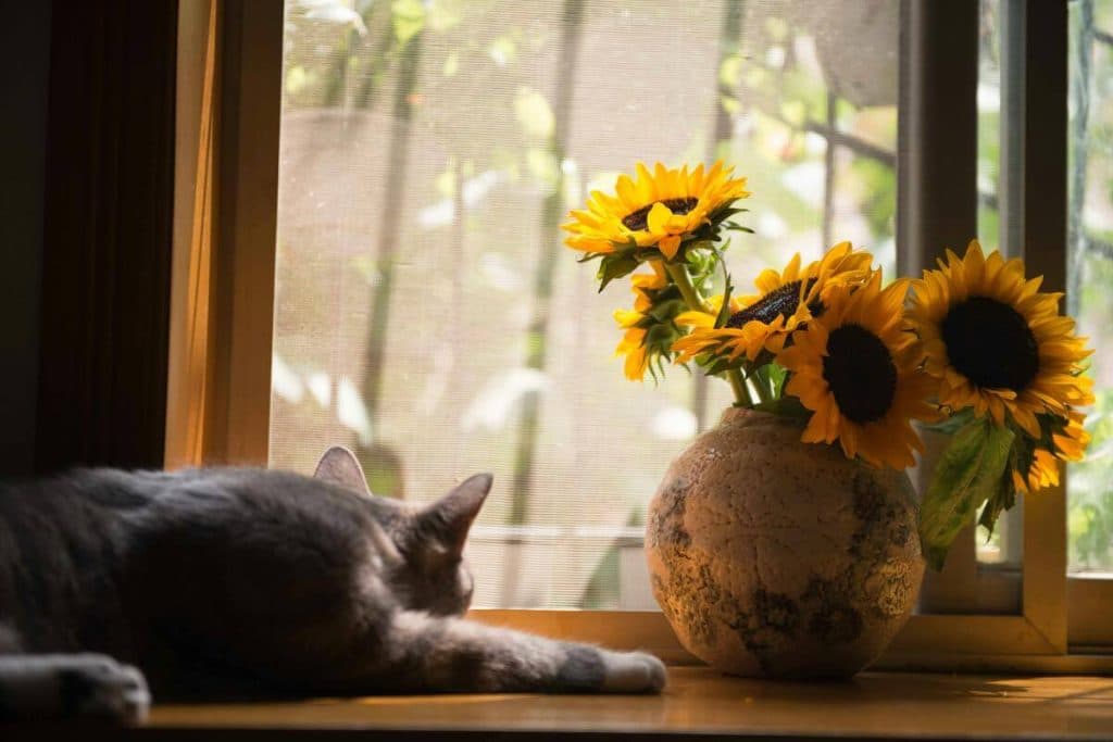 Decoración con flores naturales: guía práctica para principiantes