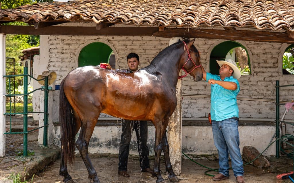 ¿Cómo se cuidan los caballos y por qué requiere tanta disciplina?