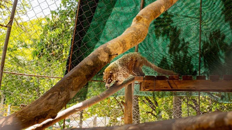 Conoce Georesguardo, el refugio que rescata fauna silvestre en El Salvador