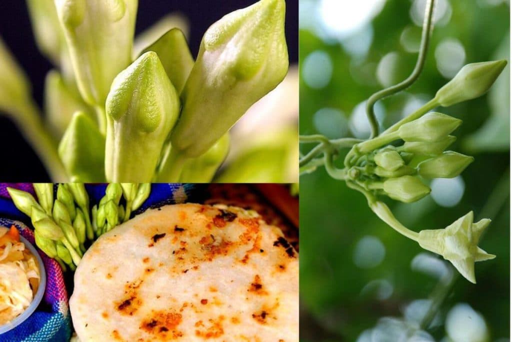 Las plantas silvestres que alimentan el orgullo salvadoreño