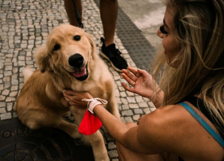 Lugares pet-friendly para disfrutar con tu mascota
