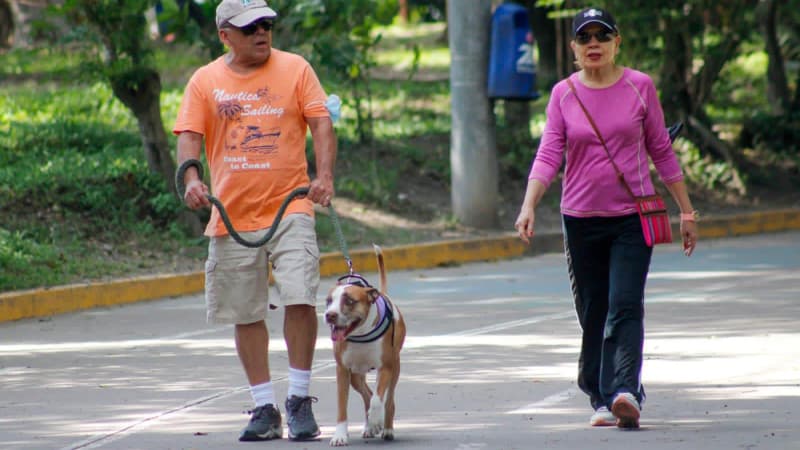 Restaurantes, parques y centros comerciales pet friendly que puedes visitar con tu mascota en El Salvador