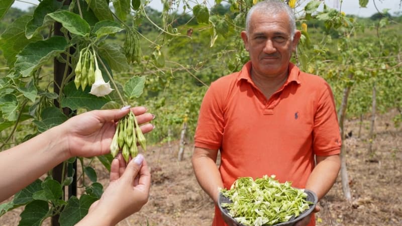 ¿Cómo se cultiva el loroco en San Lorenzo? Así es la producción de esta flor salvadoreña