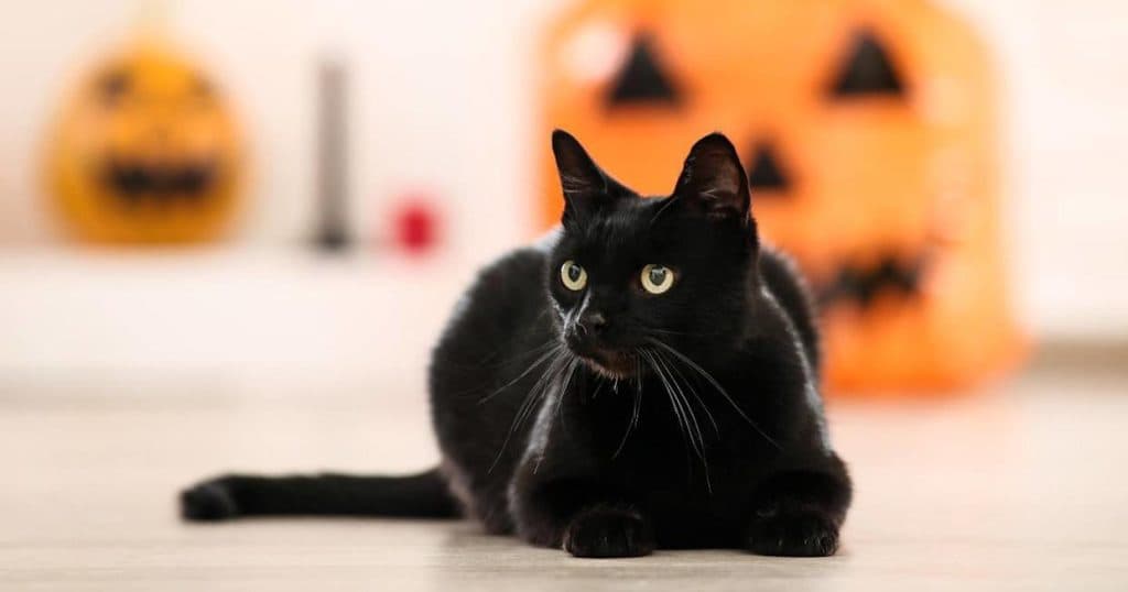 Cuida a tus gatos durante Halloween