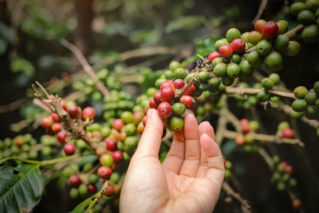 Chalatenango se prepara para su cuarto Festival del Café: conoce aquí los detalles