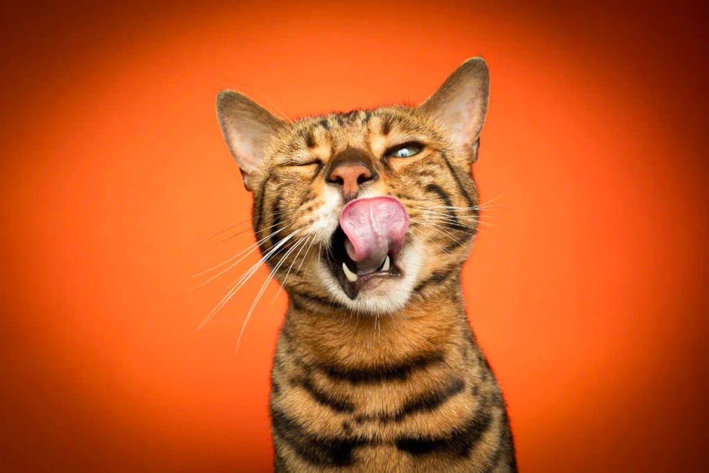 Personalidades y pelajes, la complejidad de los gatos