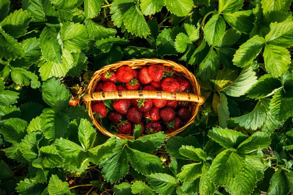 Una fruta de altura