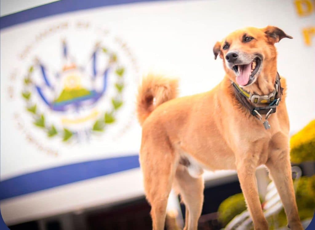 Muere «Canelo», mascota oficial de la Asamblea Legislativa