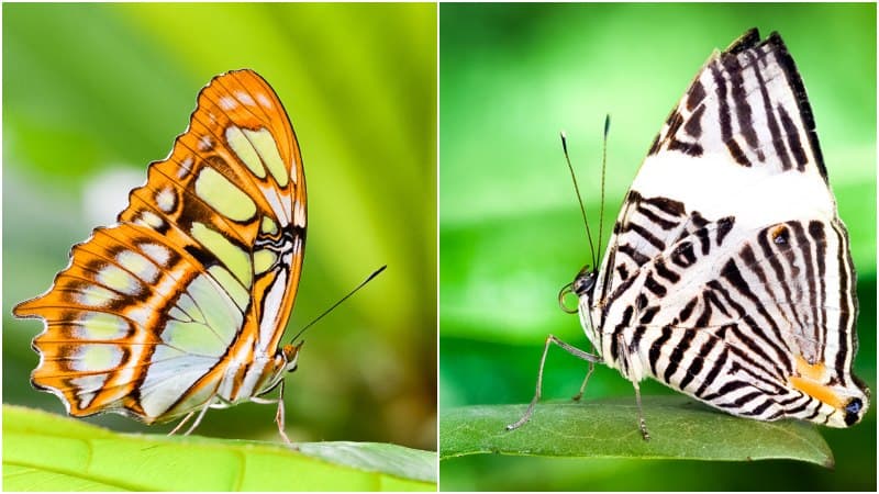 Descubre los rincones naturales de El Salvador ideales para el avistamiento de mariposas