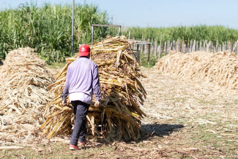 La molienda de caña de azúcar: una tradición ancestral que se niega a morir en San Vicente