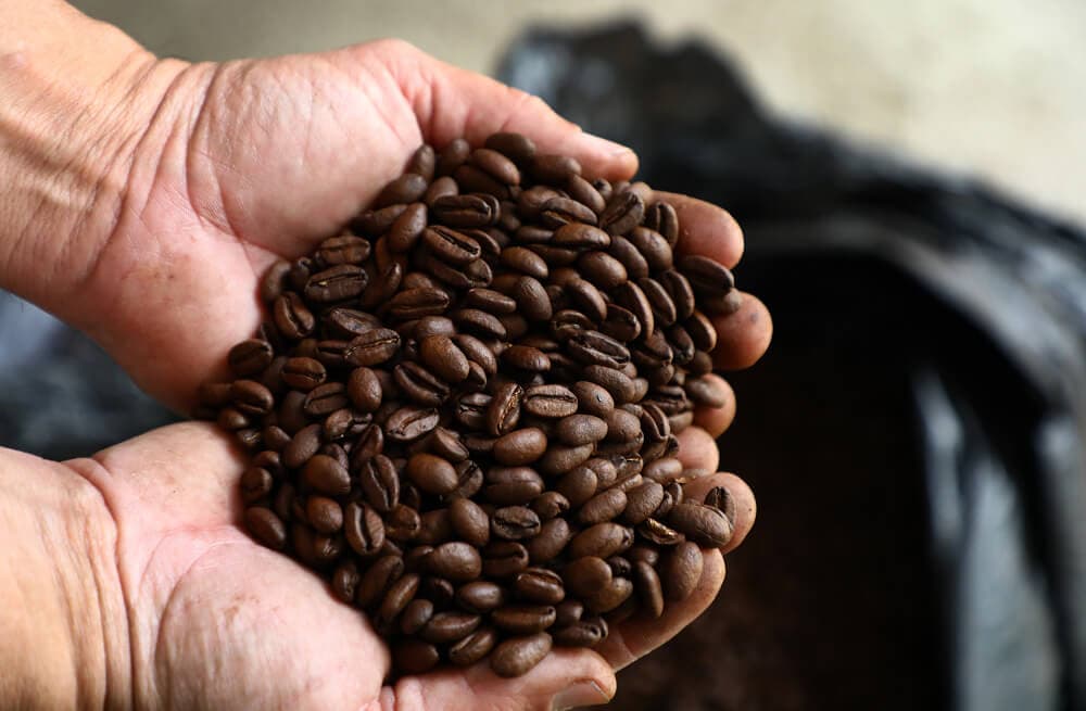 Ruta del Café: El camino del aroma y sabor
