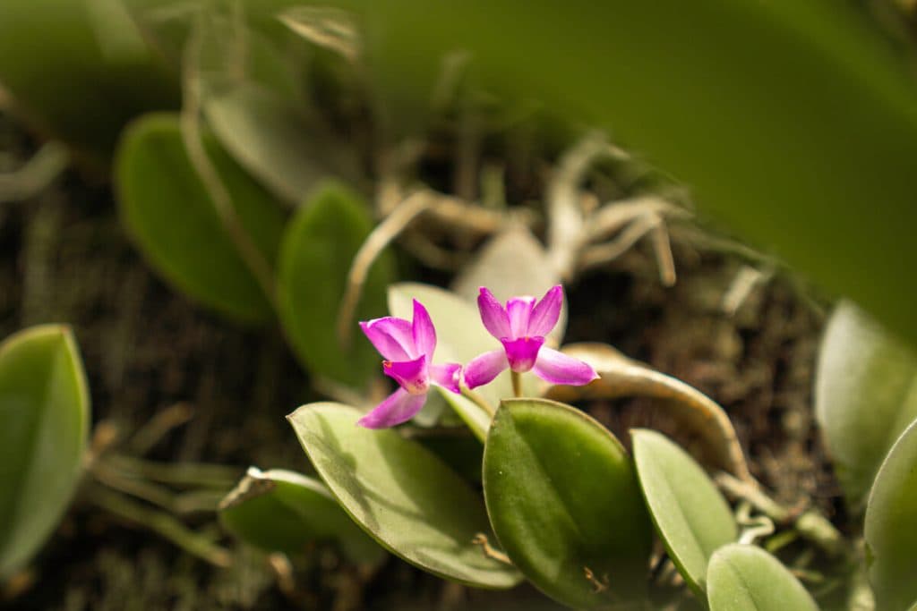 Realizarán la XLVII Exposición Nacional de Orquídeas en Antiguo Cuscatlán