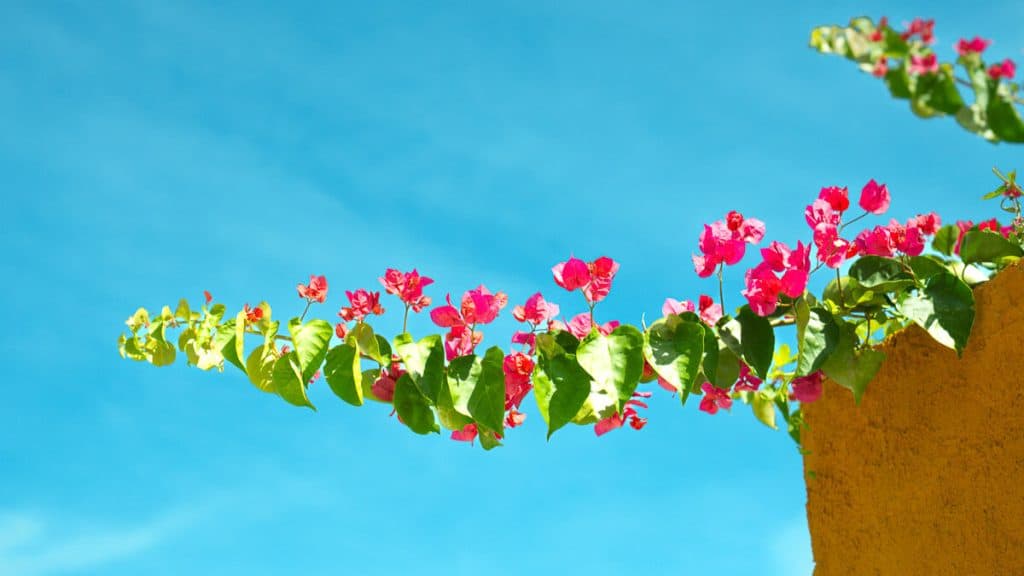 ¿Cuáles son las plantas que florecen en los primeros meses del año?