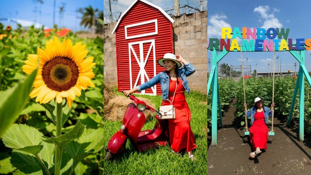 El Salvador se prepara para vivir el 4to Festival de Girasoles