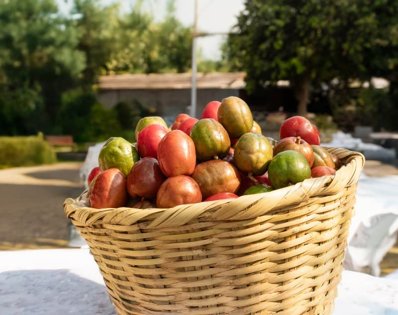Festival del Jocote Barón Rojo y la Guayaba en San Salvador contará con transporte gratuito