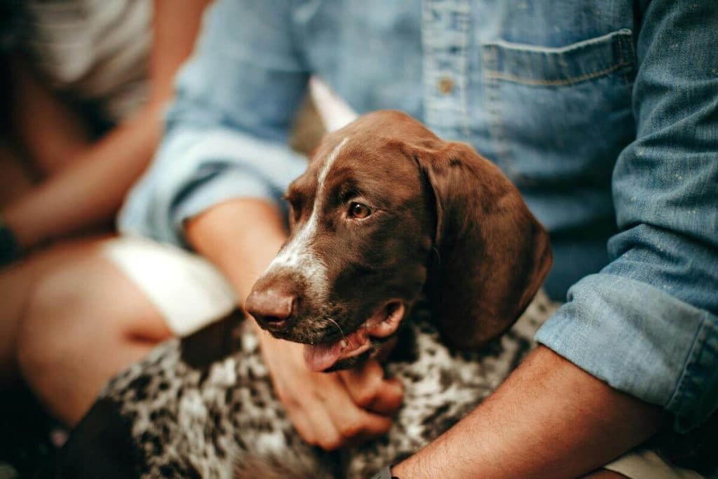 Consejos para prevenir el golpe de calor y mantener hidratados a nuestros perros