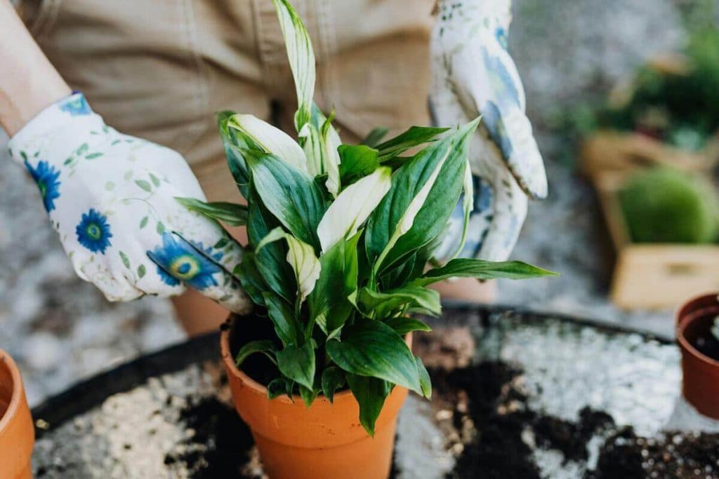 Jardines en casa: plantas fáciles de cuidar para principiantes