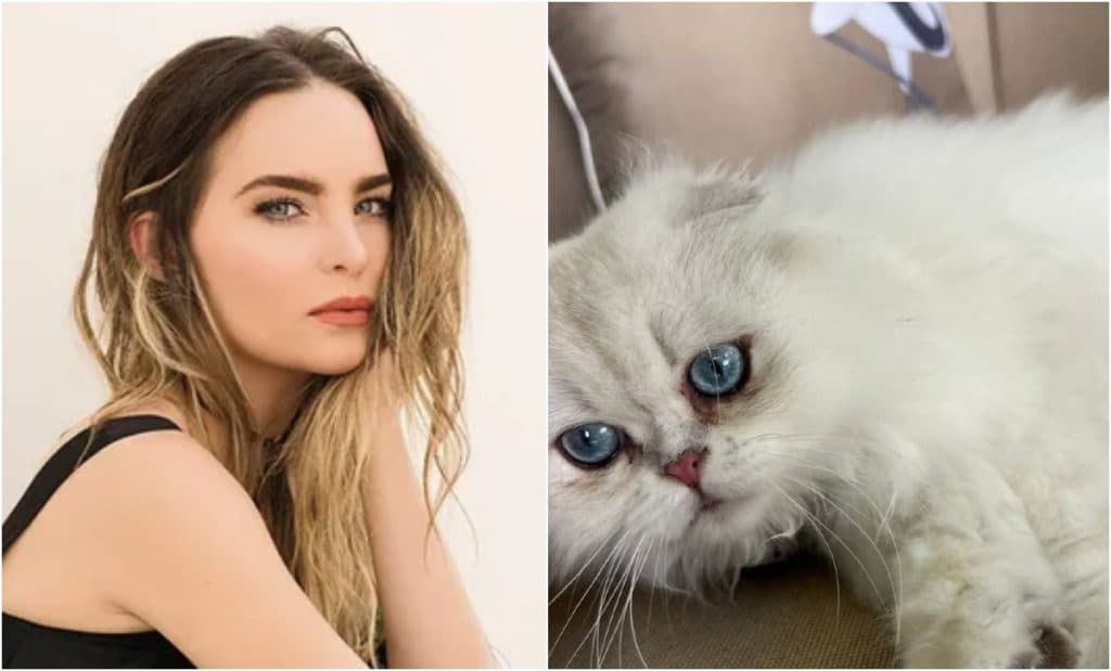 Belinda pide ayuda para encontrar a su gato Glen