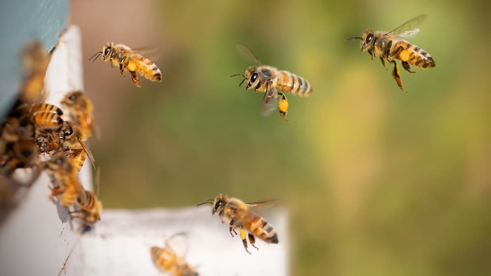Día Mundial de las Abejas: Cinco datos curiosos que no sabías de estos insectos
