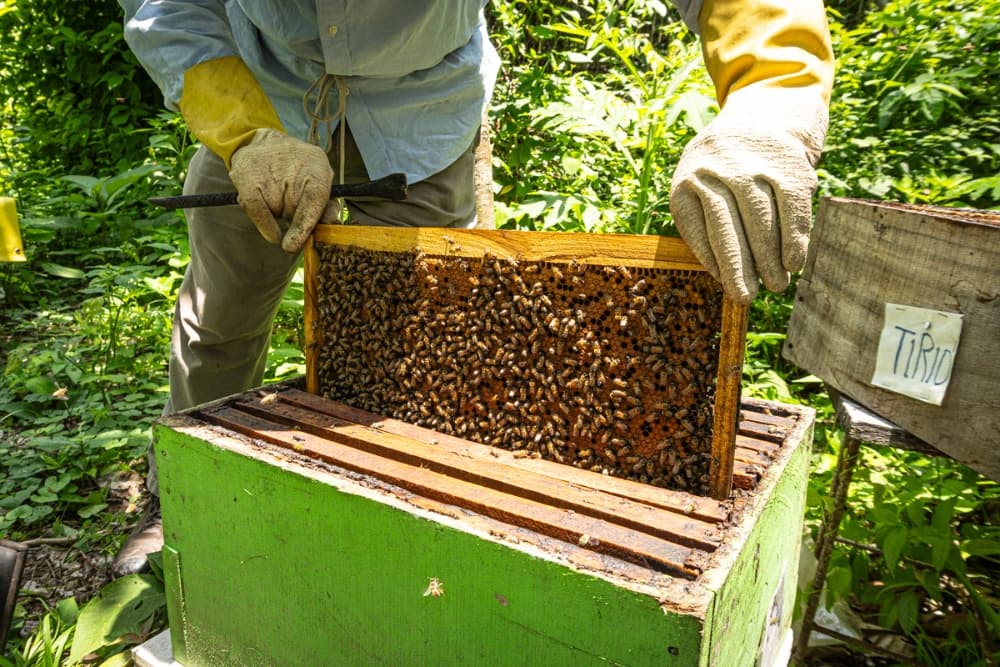 La apicultura, una herencia ancestral que transforma vidas y protege la naturaleza