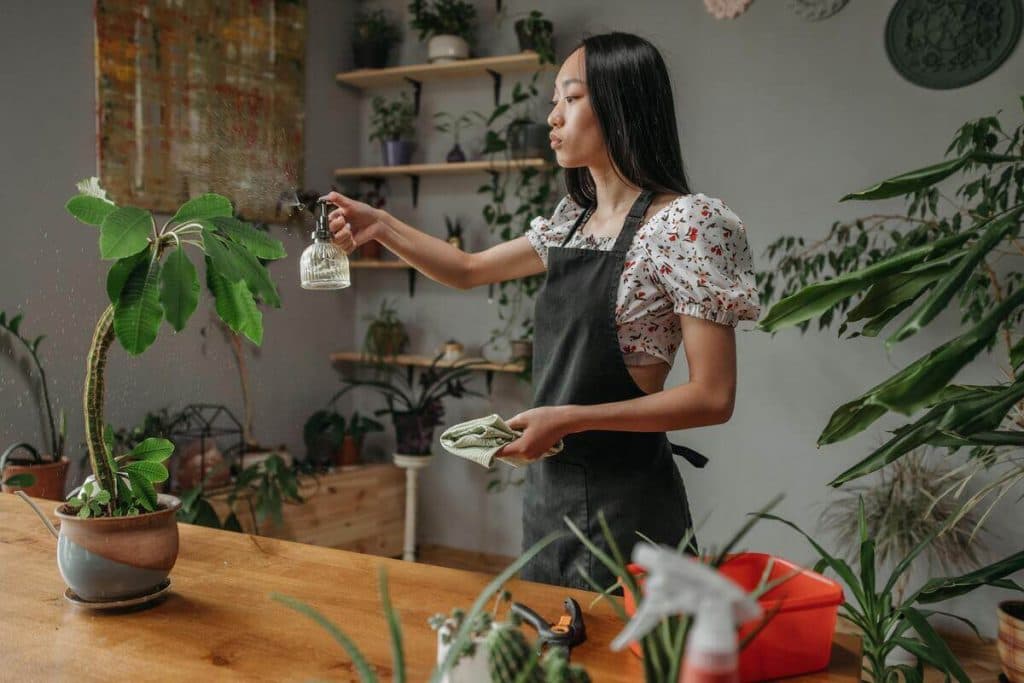Plantas de interior que purifican el aire y alegran el alma