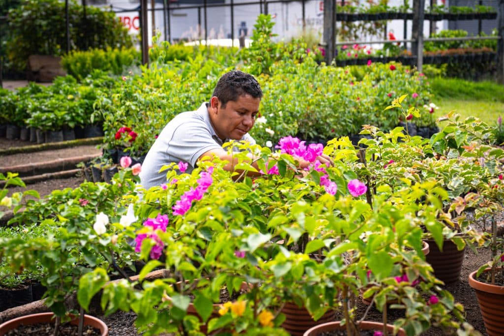 Jardín Botánico y Rainbow Ornamentales: Viveros que promueven el vínculo con la naturaleza