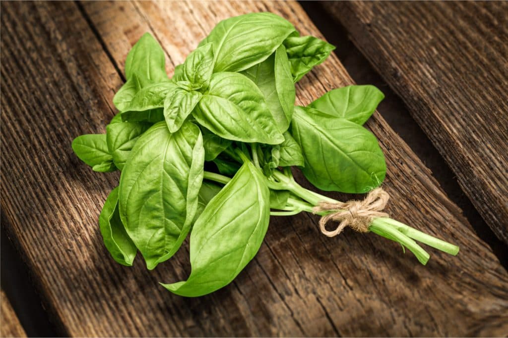 Cinco plantas comestibles que puedes cultivar en casa y aprovechar en la cocina