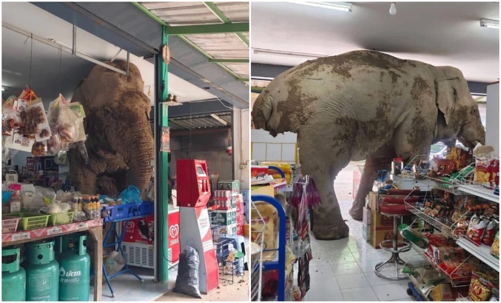¡Insólito! Elefante entra a tienda en Tailandia en busca de comida