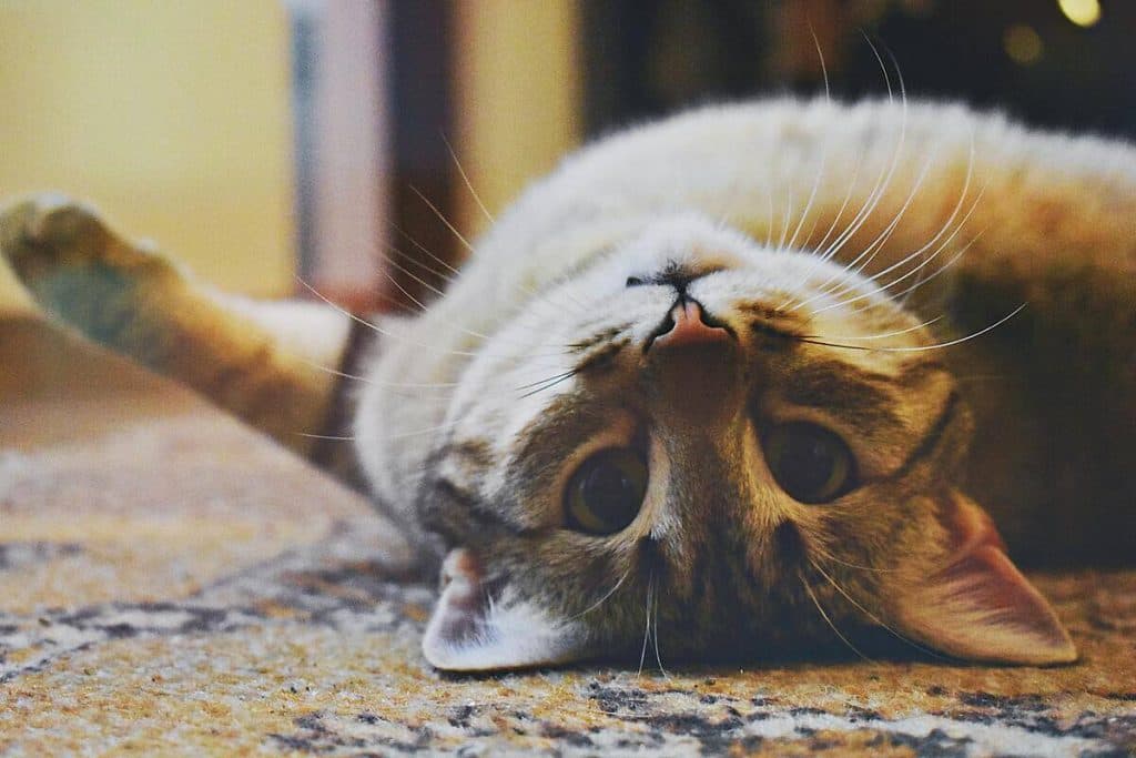 ¿Por qué en El Salvador llamamos “michi” a todos los gatos?