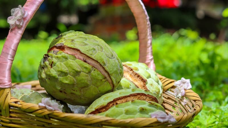 San Salvador Sur invita a su tradicional Festival de la Anona